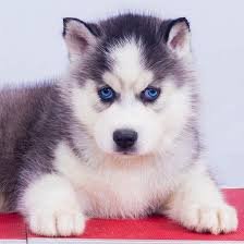 Husky puppies available in Chennai